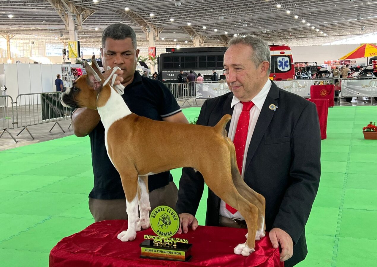 Multifeira sedia exposições internacionais de cães de raça neste domingo