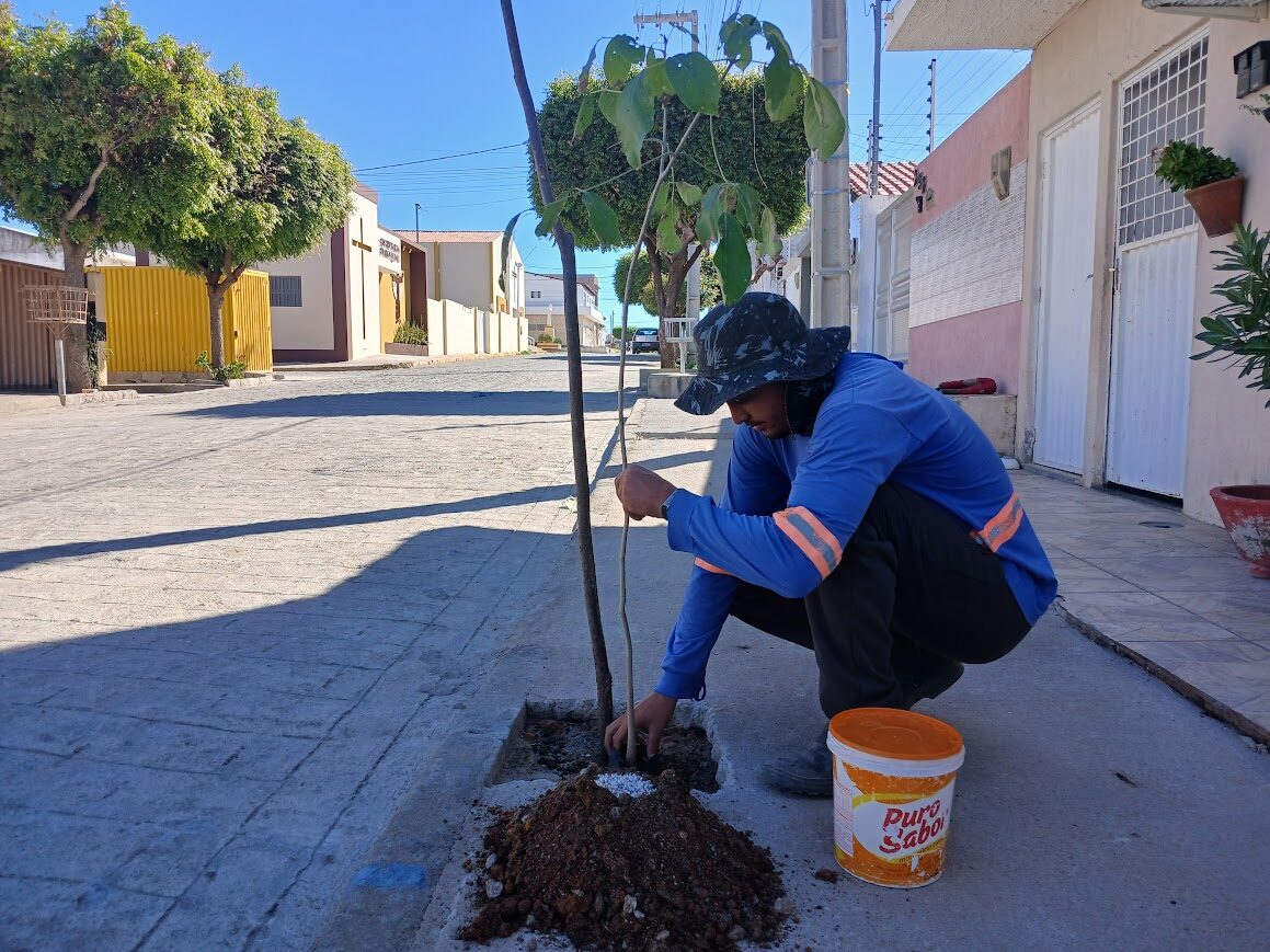 Prefeitura de Patos intensifica arborização urbana em ruas que receberam calçamento