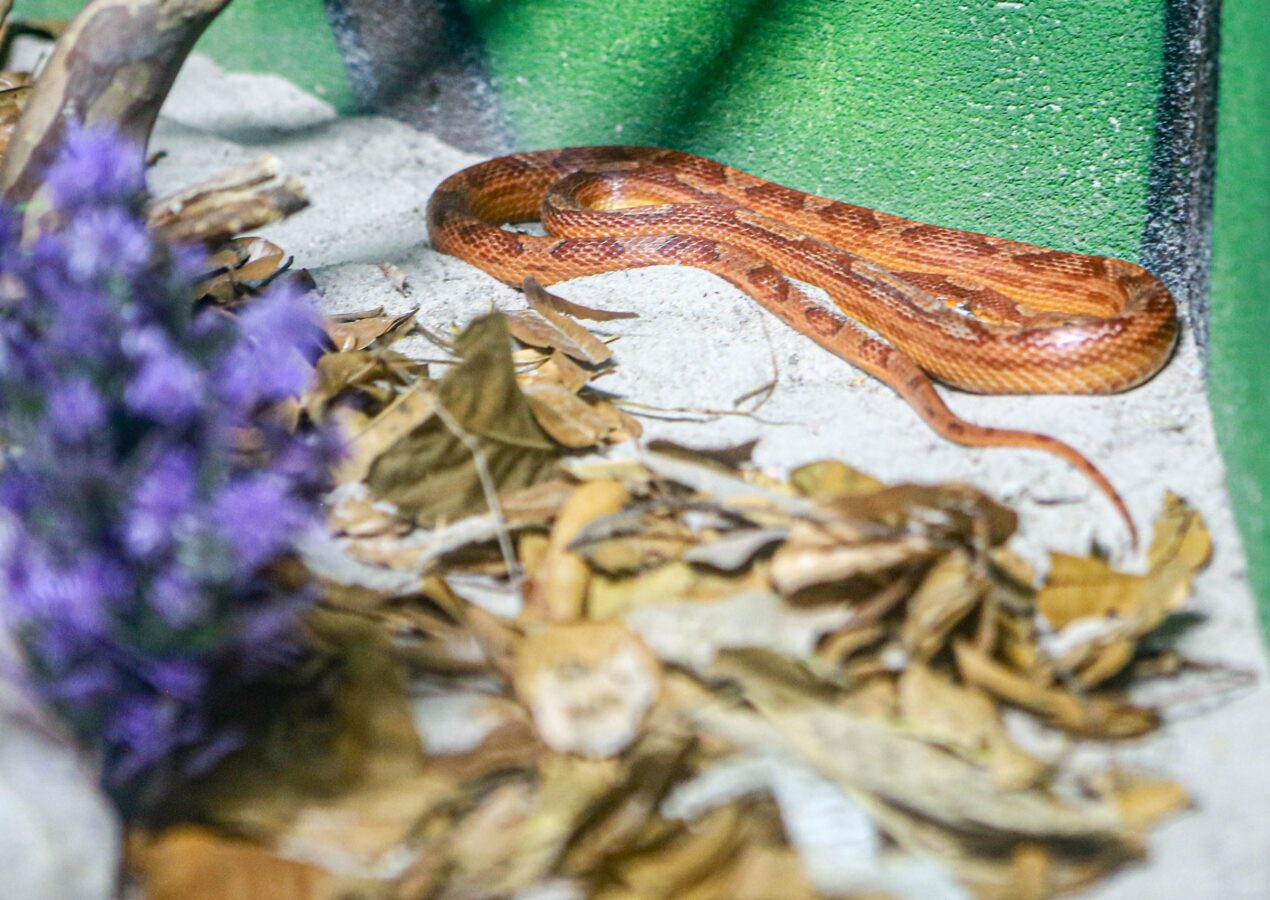 Serpentário do Aquário Paraíba aborda papel ecológico de serpentes e répteis