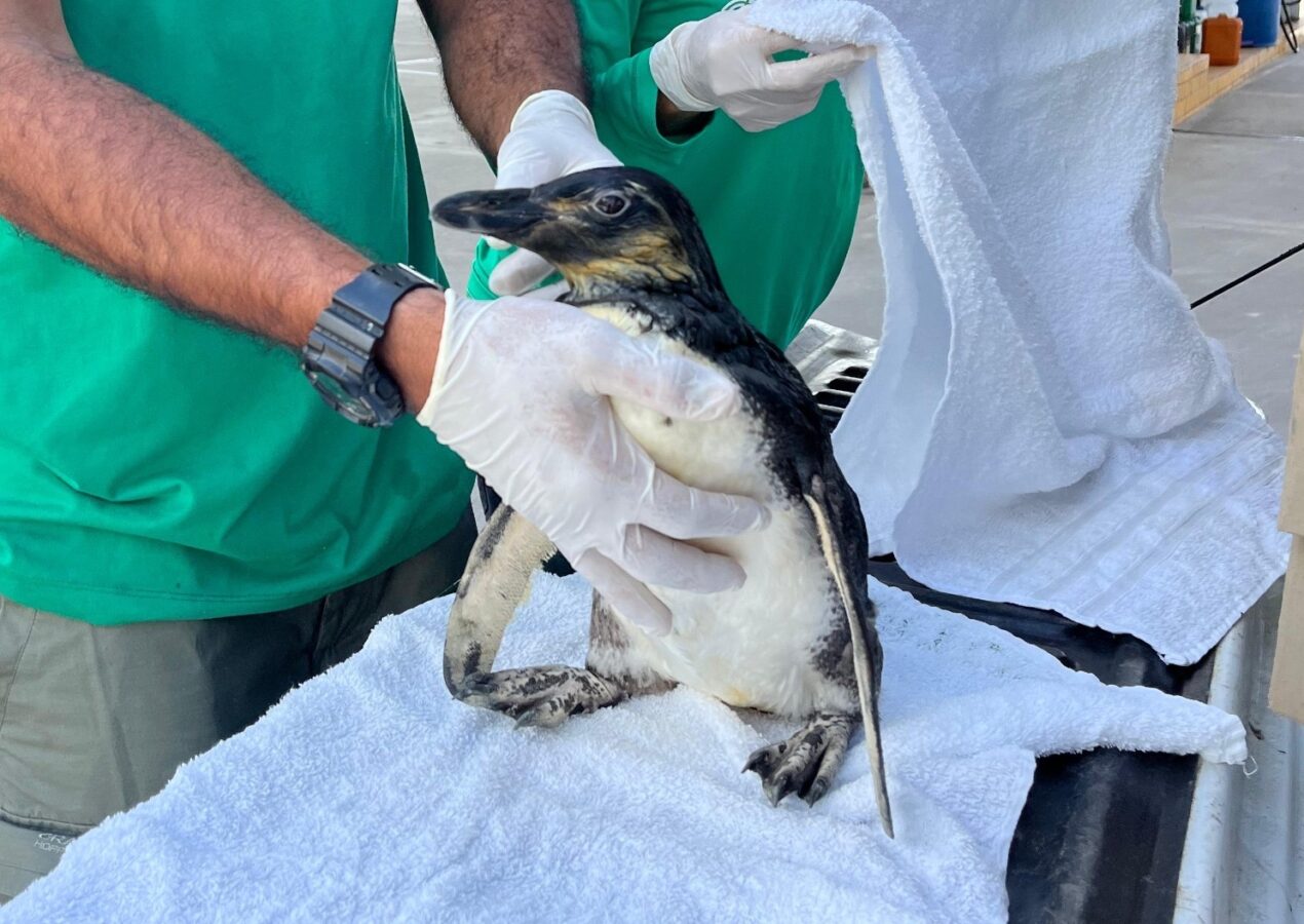 Aquário Paraíba, em João Pessoa, convida o público a escolher o nome de novo pinguim