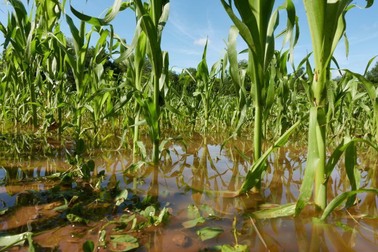 Retrospectiva 2025: aprovada ampliação do acesso de agricultores familiares ao Garantia-Safra